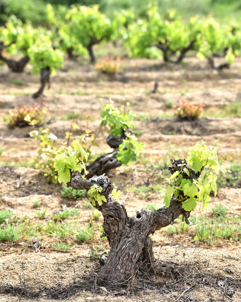 An old gnarled grapevine putting out fresh spring growth in the sandy soils of Quinta do Paral, a family-owned winery in Vidigueira in Portugal's Alentejo region